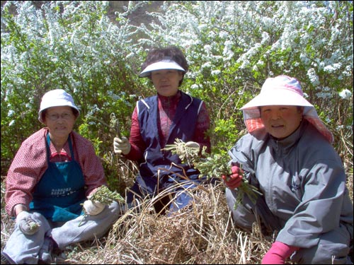 지난 봄 고사리 원정을 함께 다닐 때만해도 순희 엄마에게 발병의 징후를 발견할 수 없었다. 맨 오른쪽이 순희 엄마. 